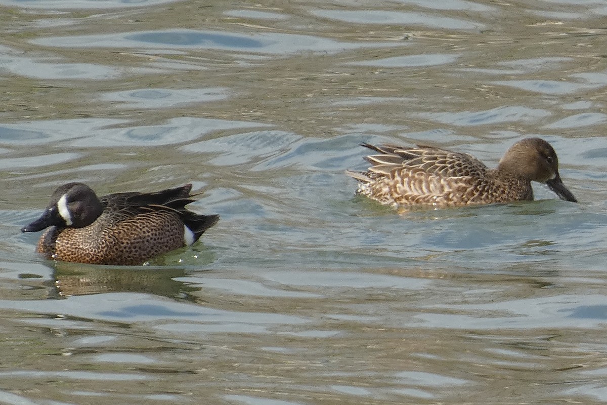 Blue-winged Teal - ML550810781