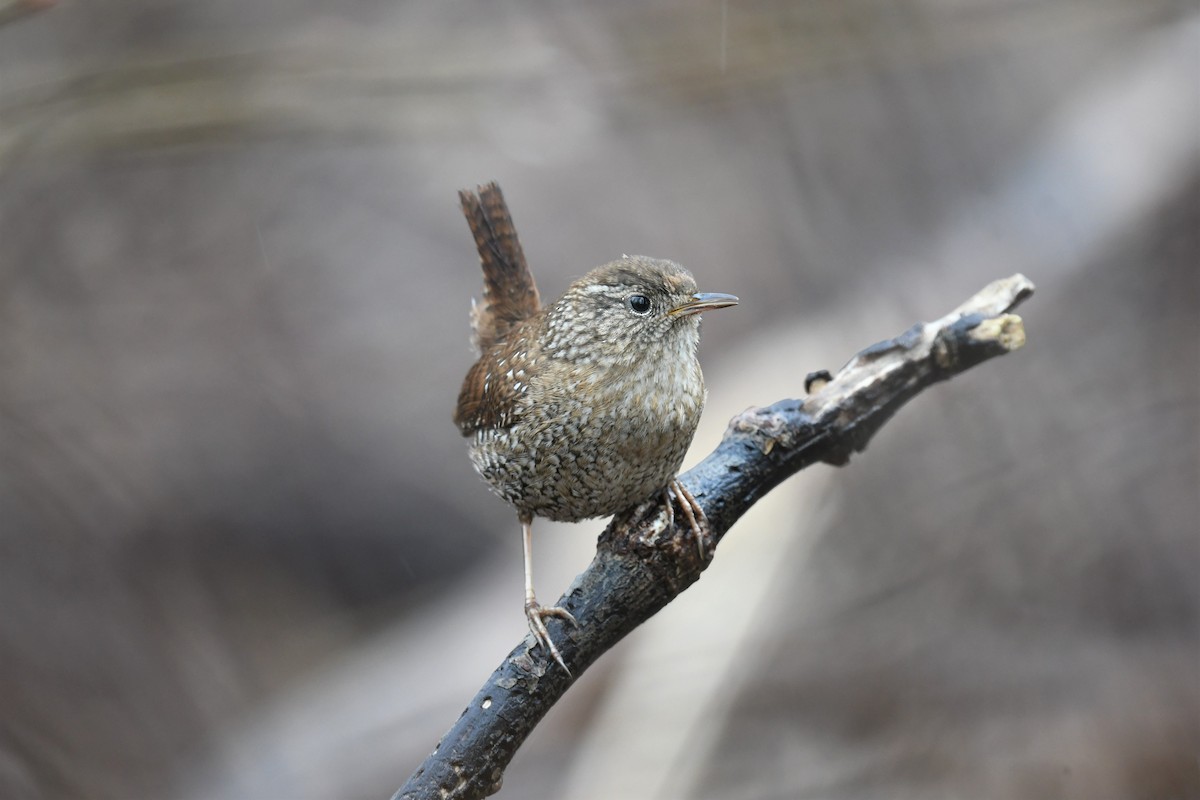 Winter Wren - Ted Bradford