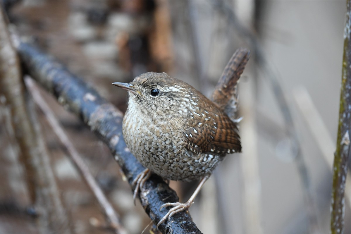 Winter Wren - ML550811311