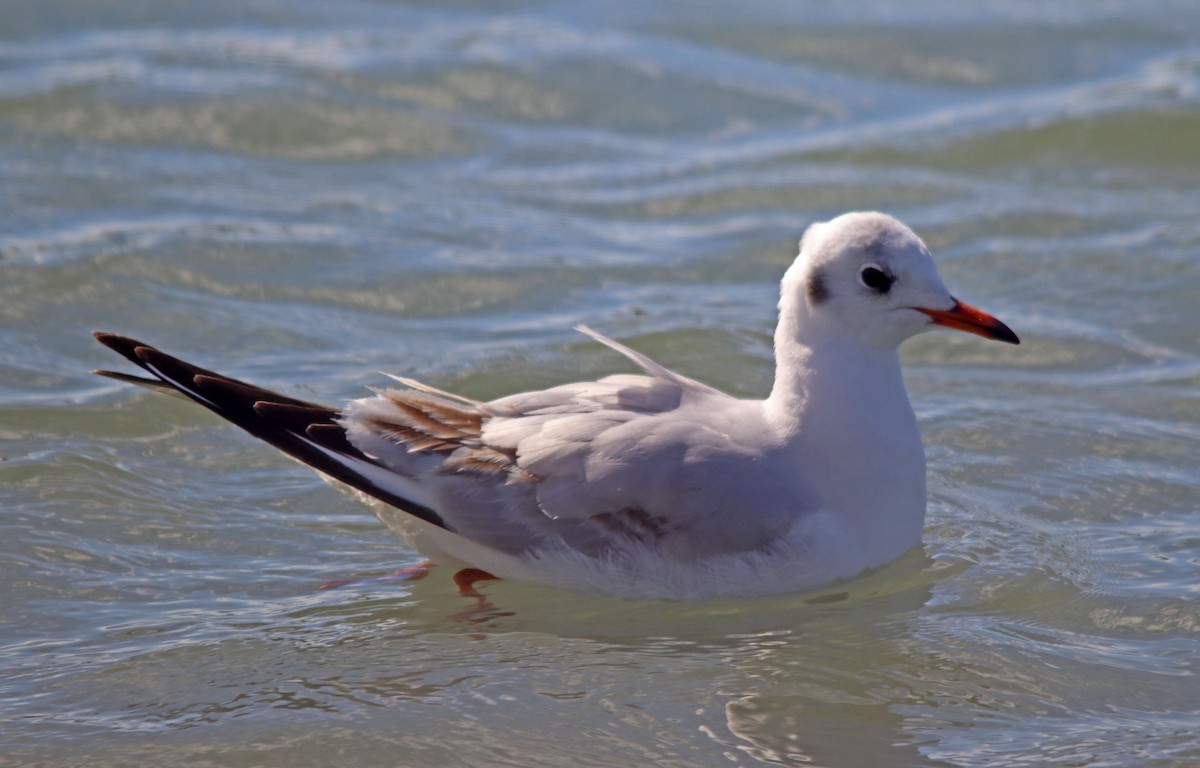 Mouette rieuse - ML550811621