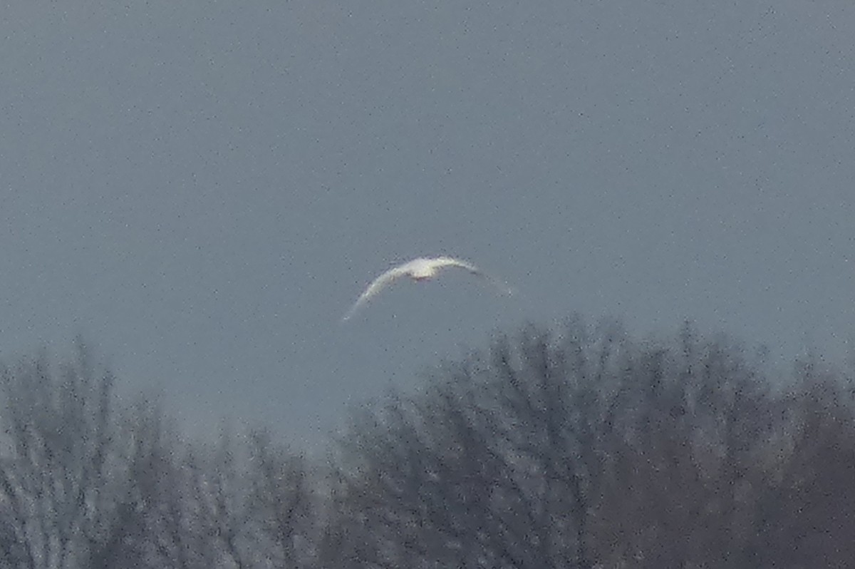 Iceland Gull - ML550812491