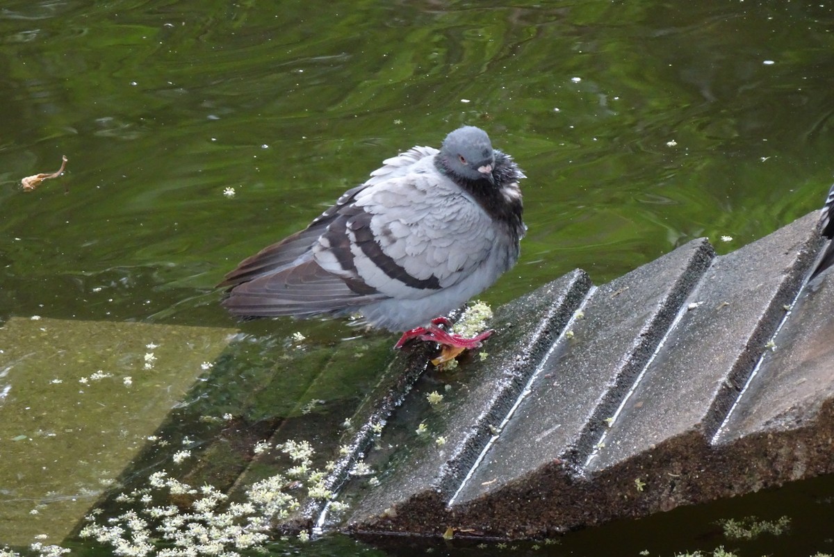 Rock Pigeon (Feral Pigeon) - ML550812521