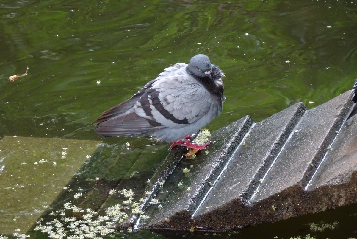 Pigeon biset (forme domestique) - ML550812521