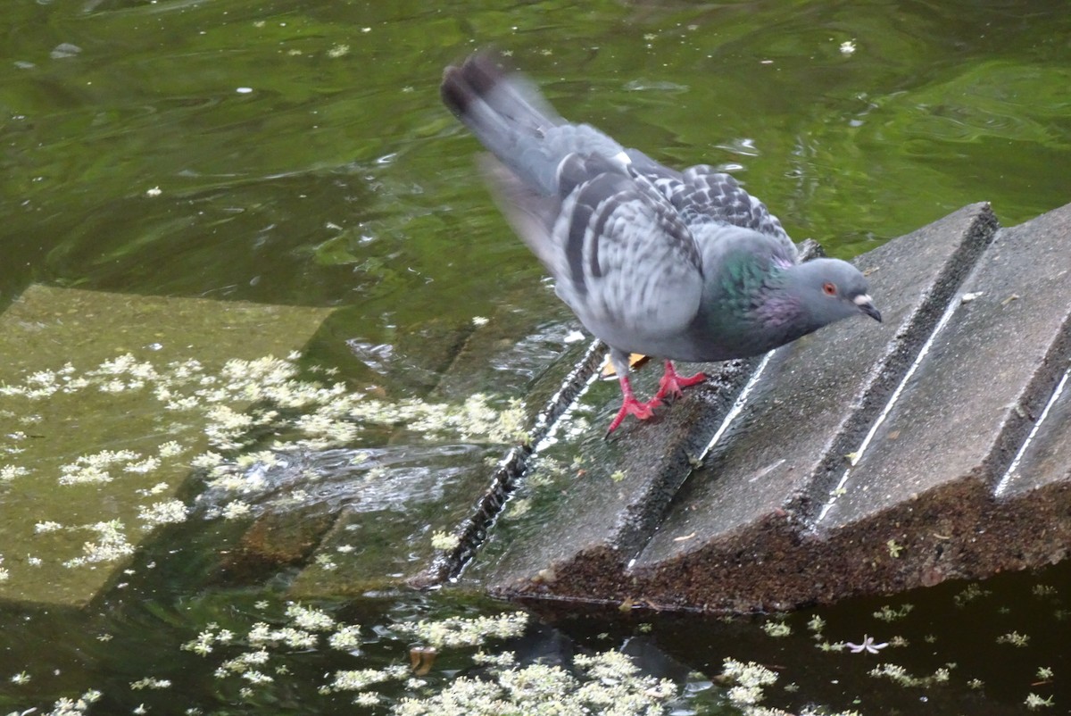 Pigeon biset (forme domestique) - ML550812781