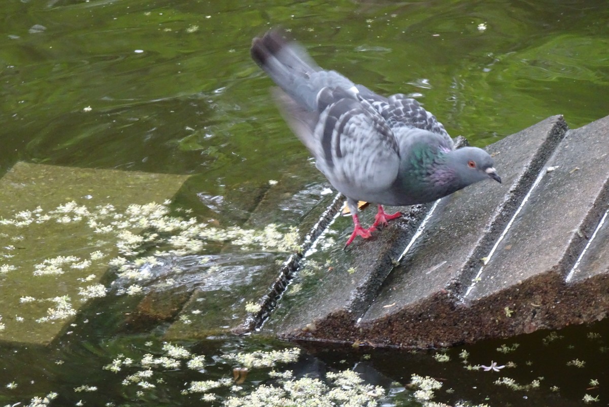 Rock Pigeon (Feral Pigeon) - ML550812781