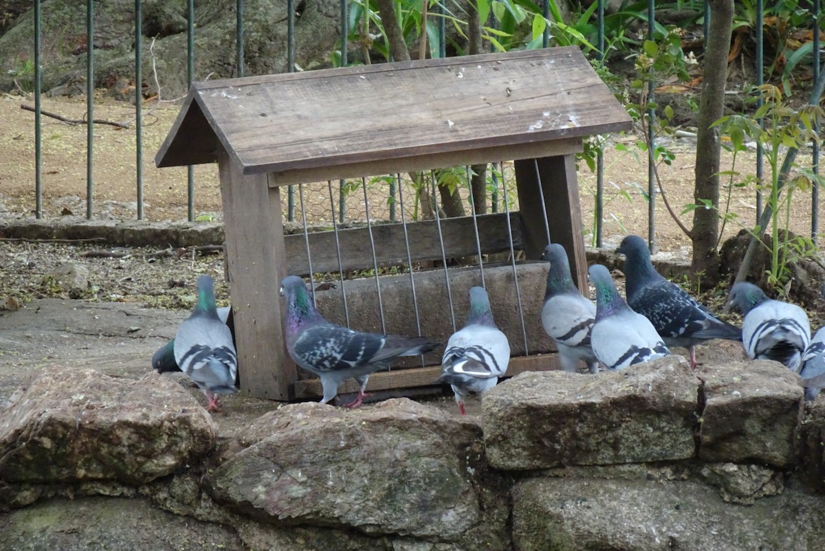 Rock Pigeon (Feral Pigeon) - ML550812951