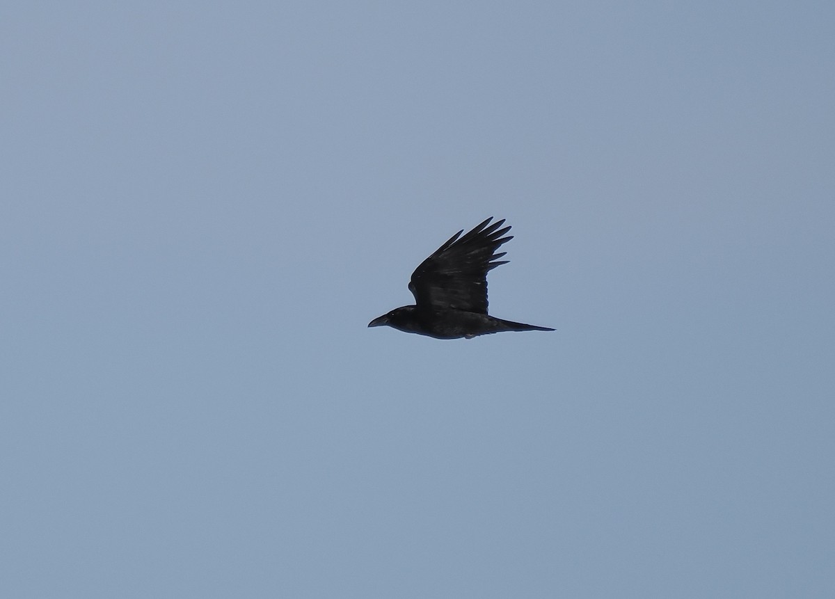 Common Raven - Bruce Gates