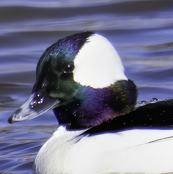 Bufflehead - ML550813961