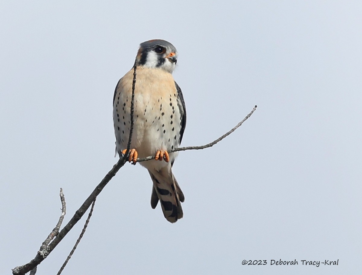 American Kestrel - ML550814721