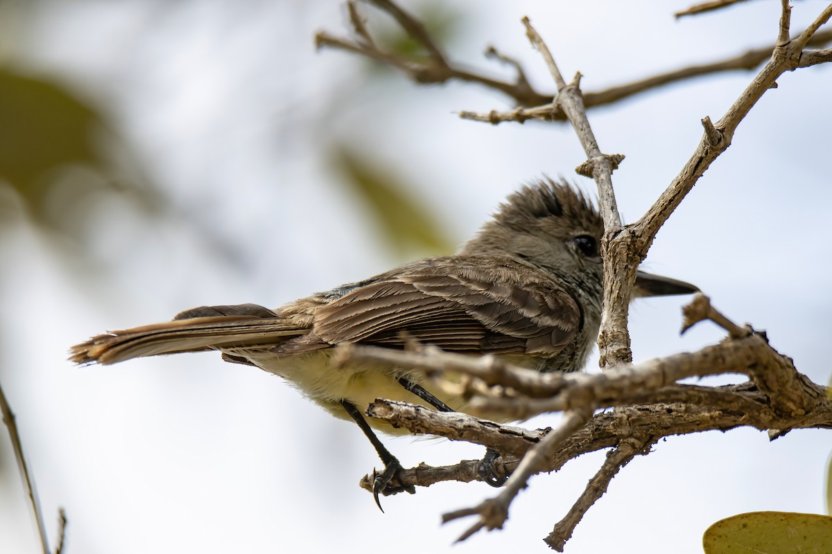 Galapagos Flycatcher - Janet Stevens