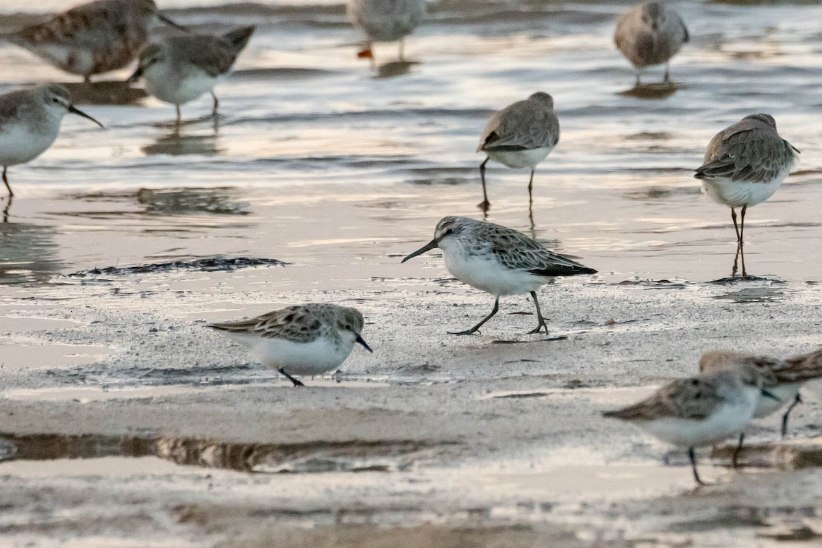 Broad-billed Sandpiper - ML550815921