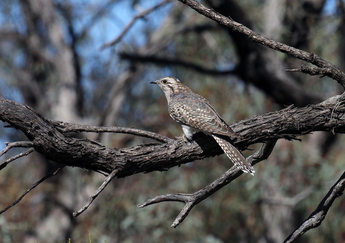 Pallid Cuckoo - ML550816111