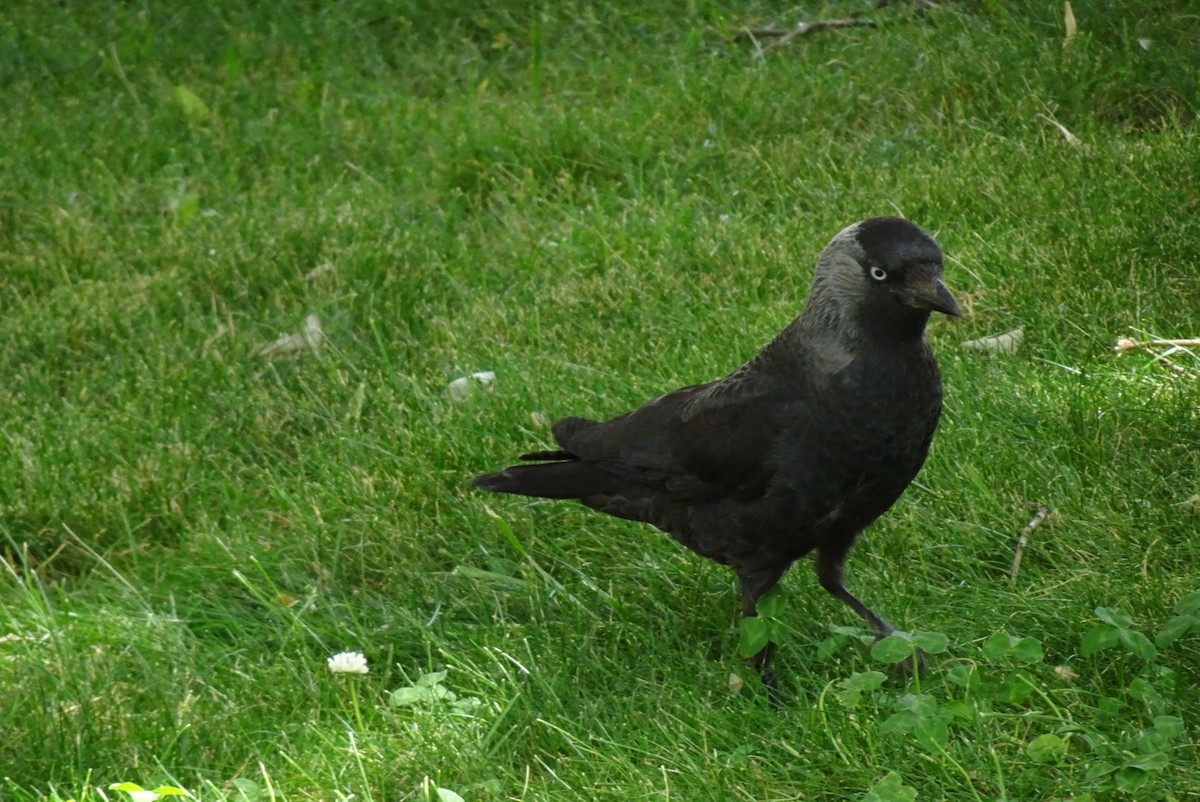 Eurasian Jackdaw - ML550817401