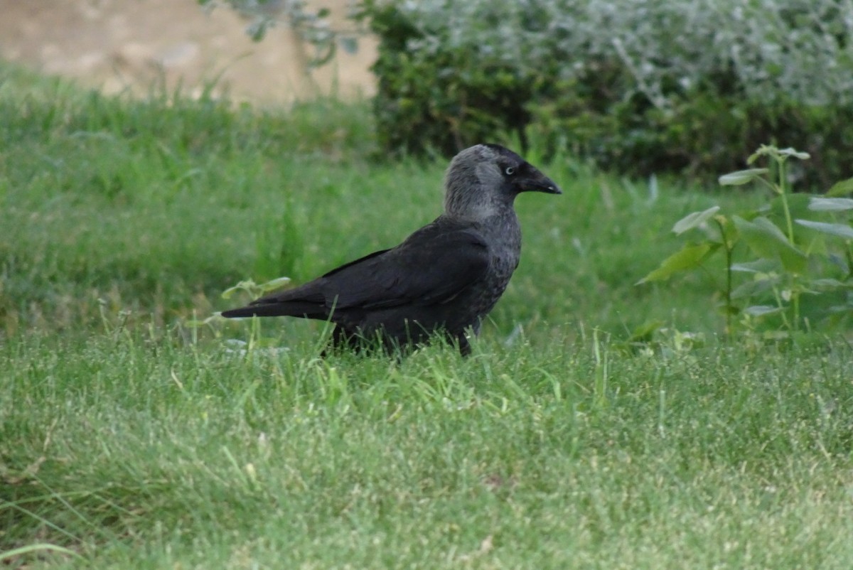 Eurasian Jackdaw - ML550817671