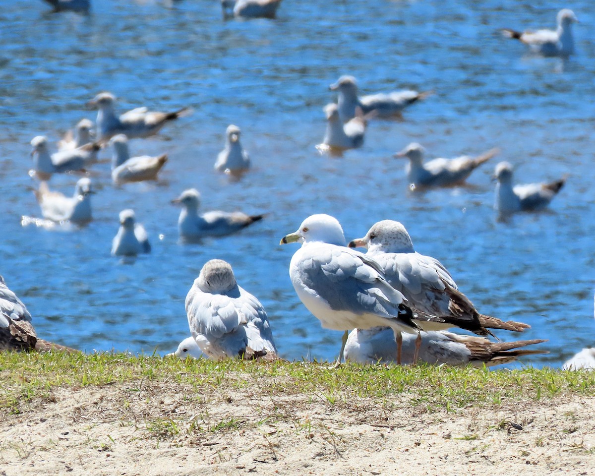 Ring-billed Gull - ML550817931