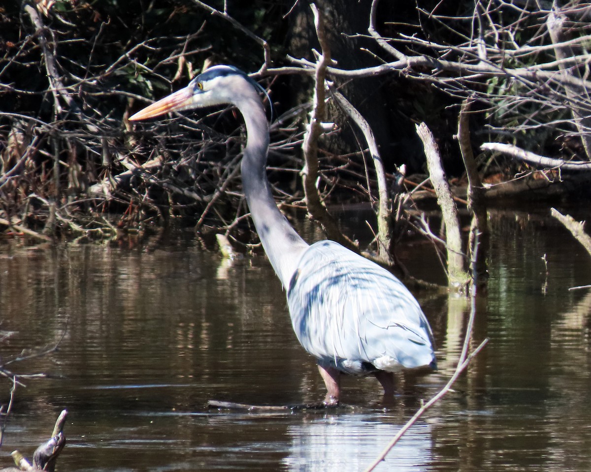 Great Blue Heron - Karen Hogan