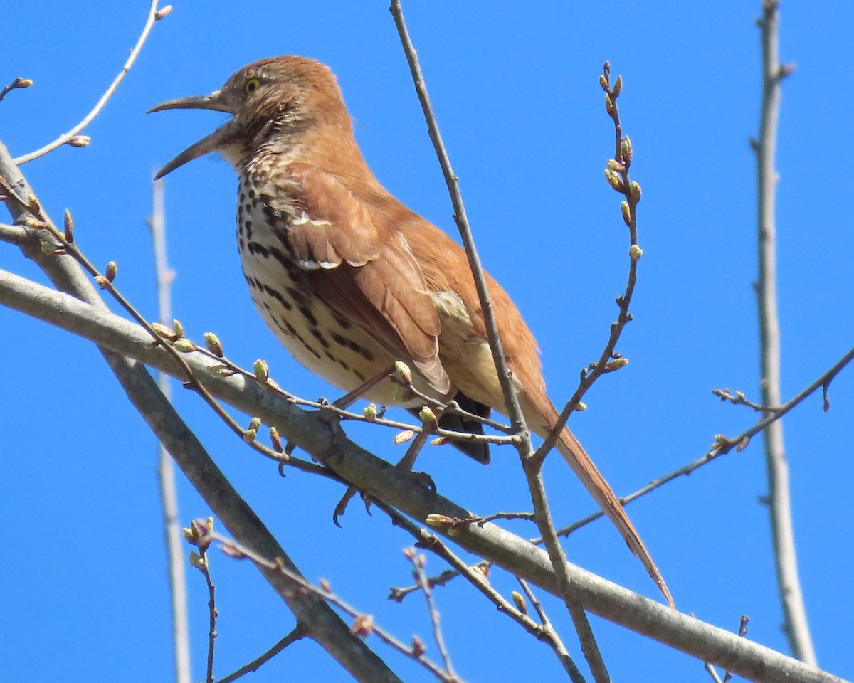 Brown Thrasher - Karen Hogan