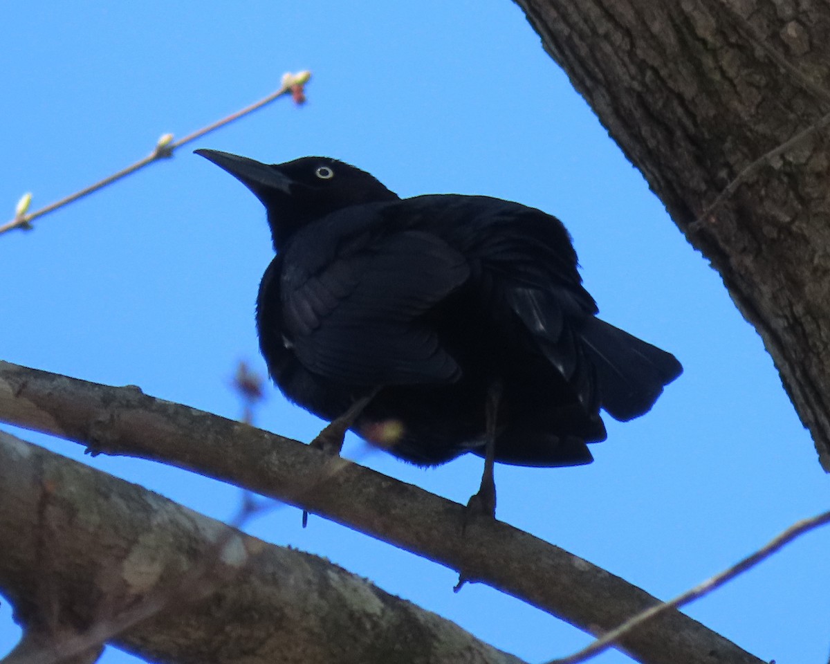 Common Grackle - ML550818321