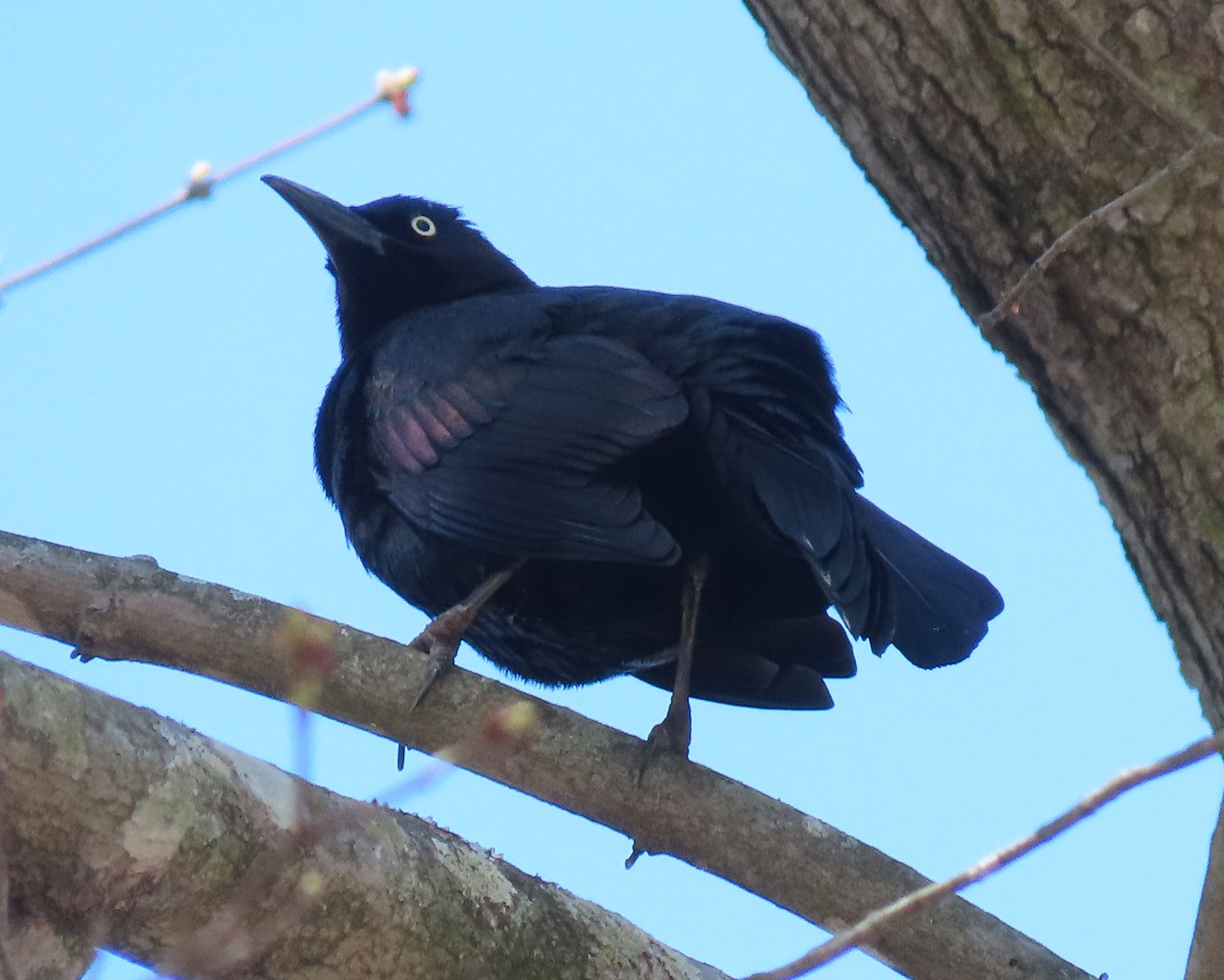 Common Grackle - ML550818331