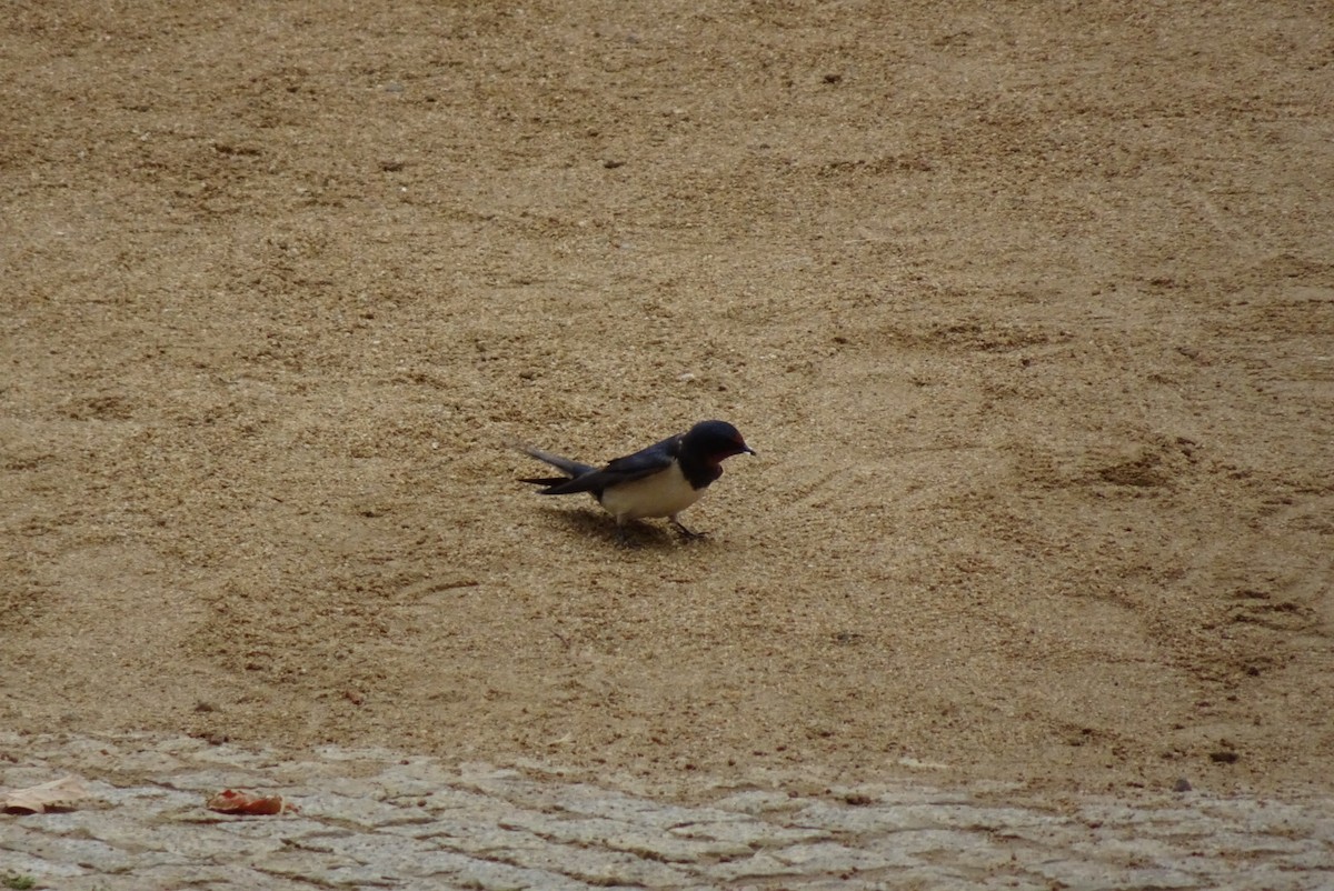 Barn Swallow - ML550818491