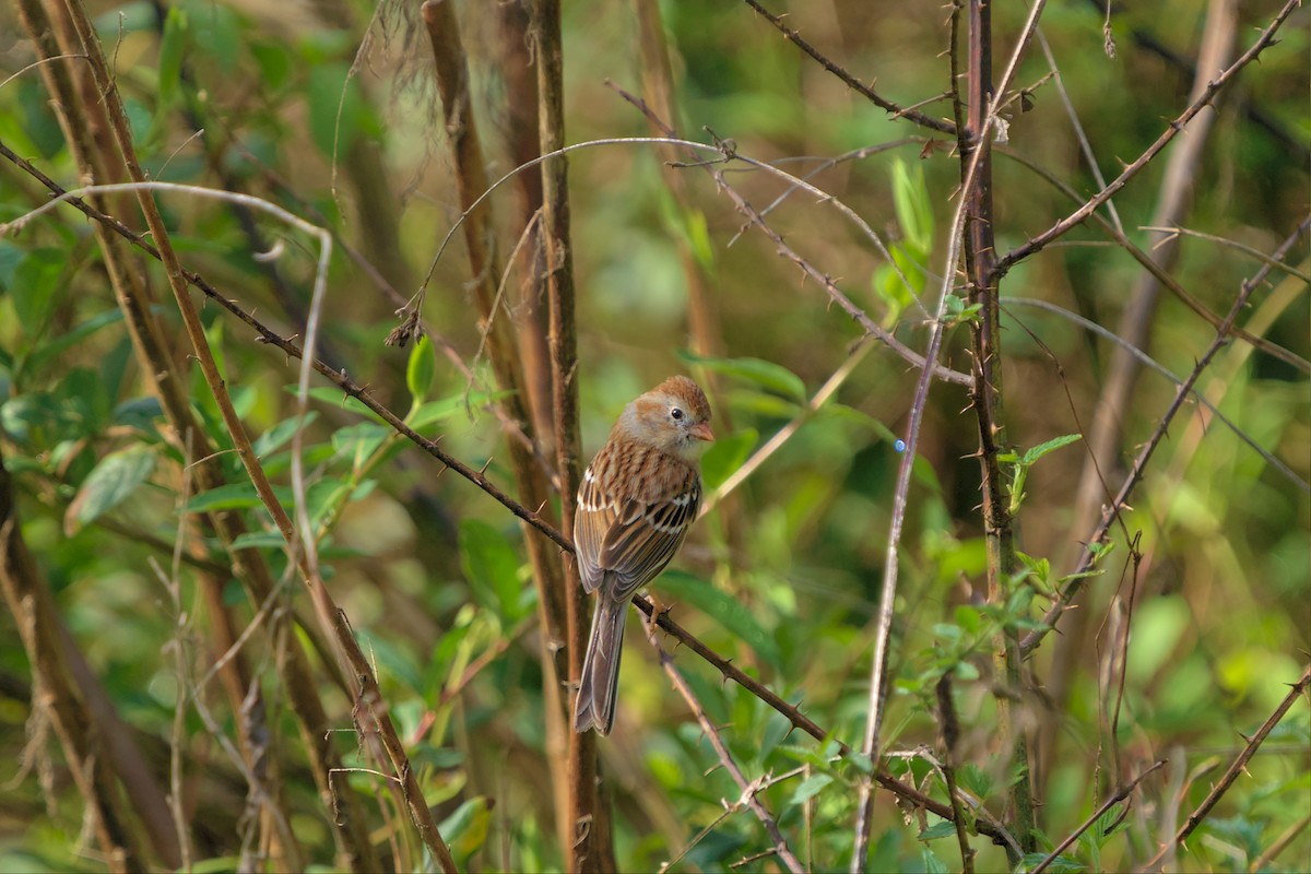 Field Sparrow - ML550818881