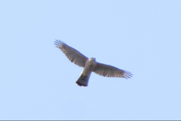 Cooper's Hawk - ML550819161