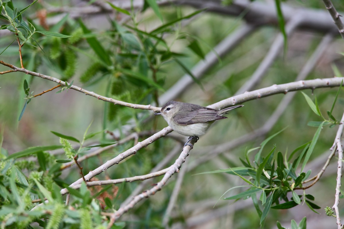 Warbling Vireo - ML550819201