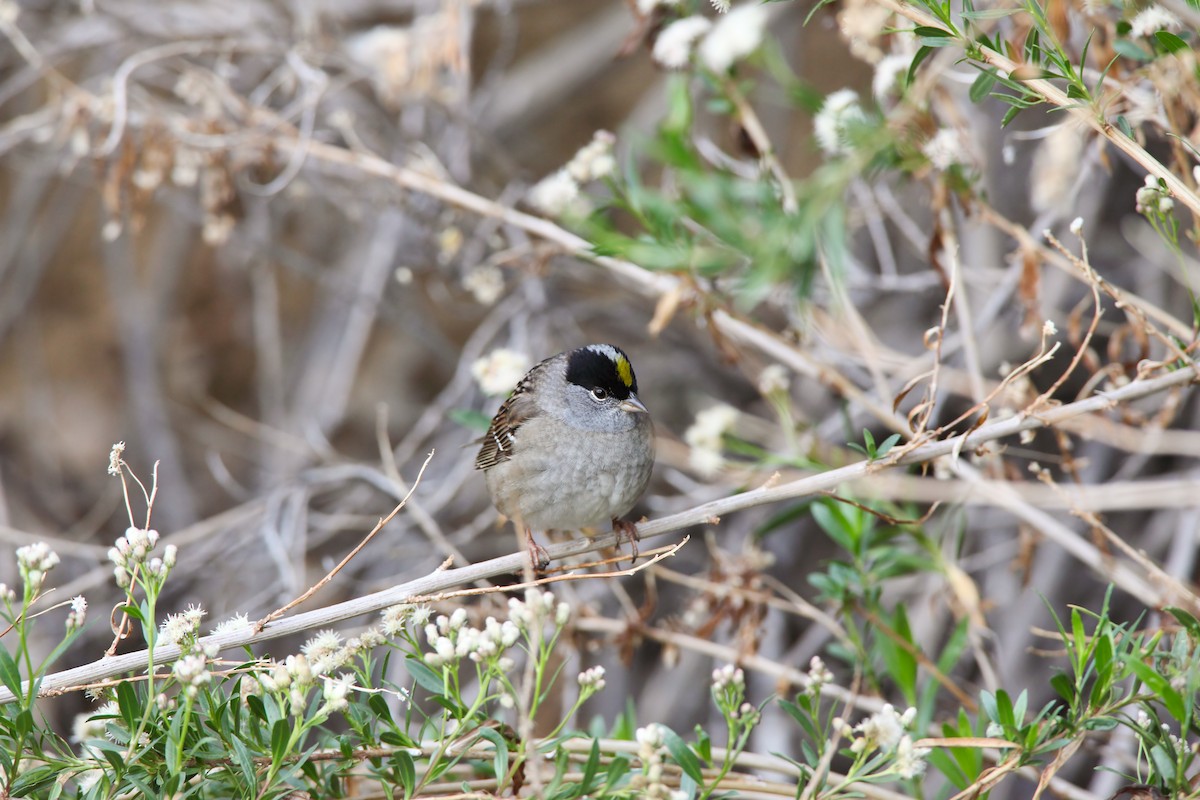 Golden-crowned Sparrow - ML550819241