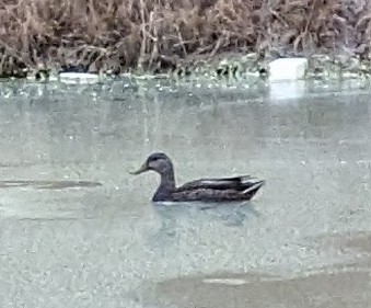 American Black Duck - ML550820391