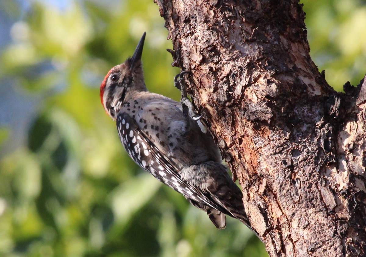 Ladder-backed Woodpecker - ML550820541