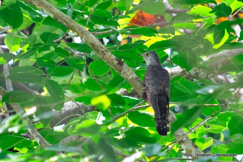 Indian Cuckoo - ML550821061