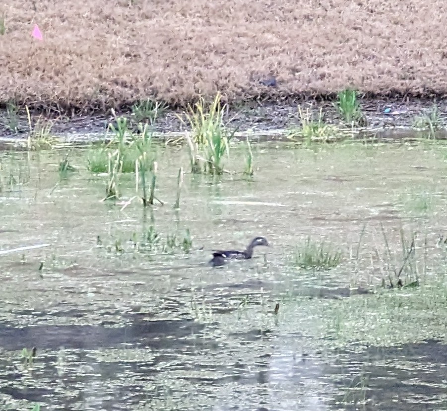 Wood Duck - ML550821551