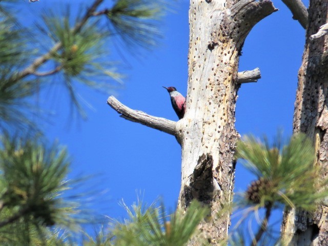 Lewis's Woodpecker - ML55082161