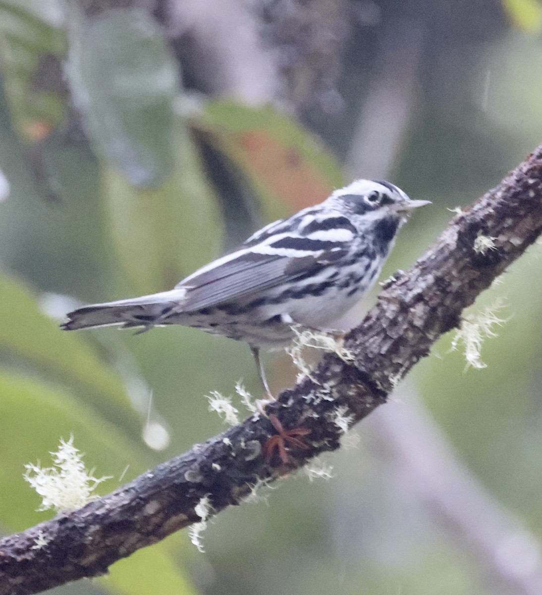 Black-and-white Warbler - ML550821931