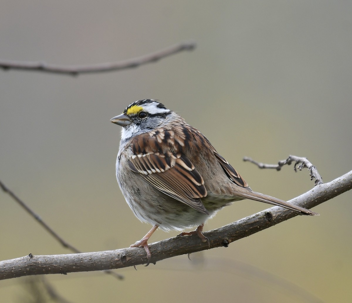 White-throated Sparrow - ML550822041