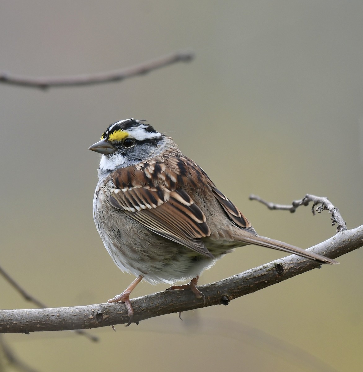 White-throated Sparrow - ML550822131