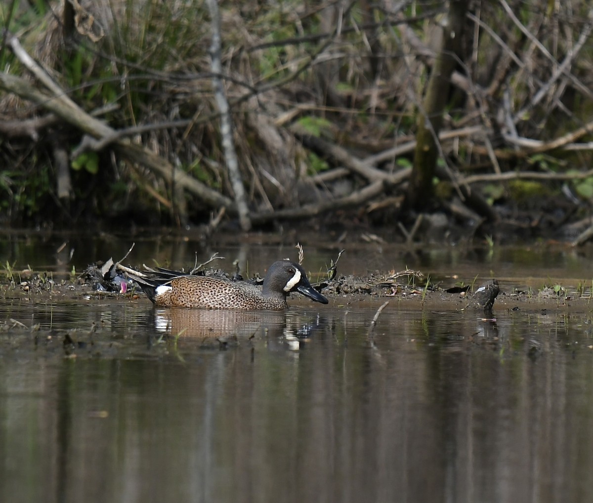 Blue-winged Teal - ML550822521