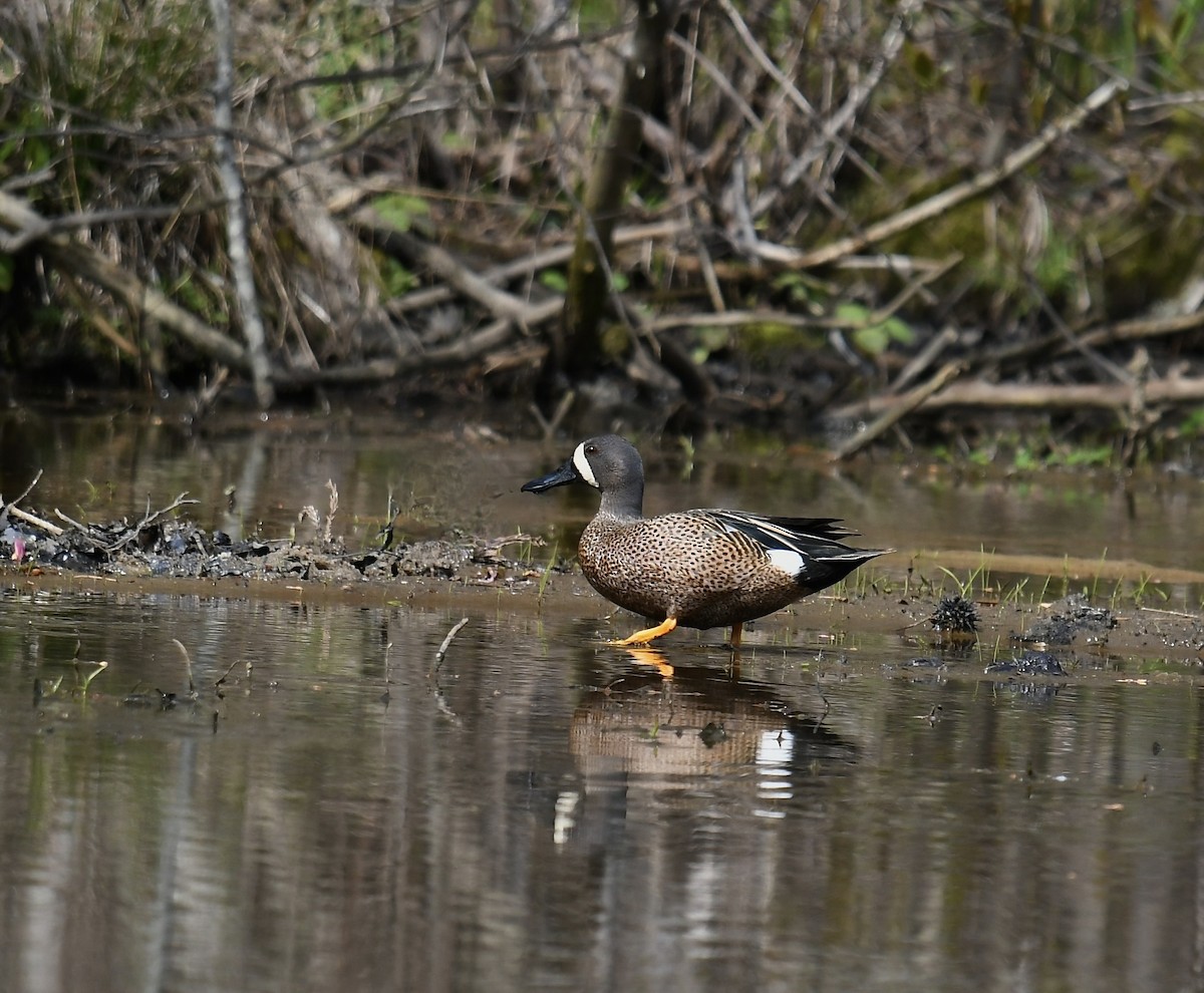 Blue-winged Teal - ML550822591