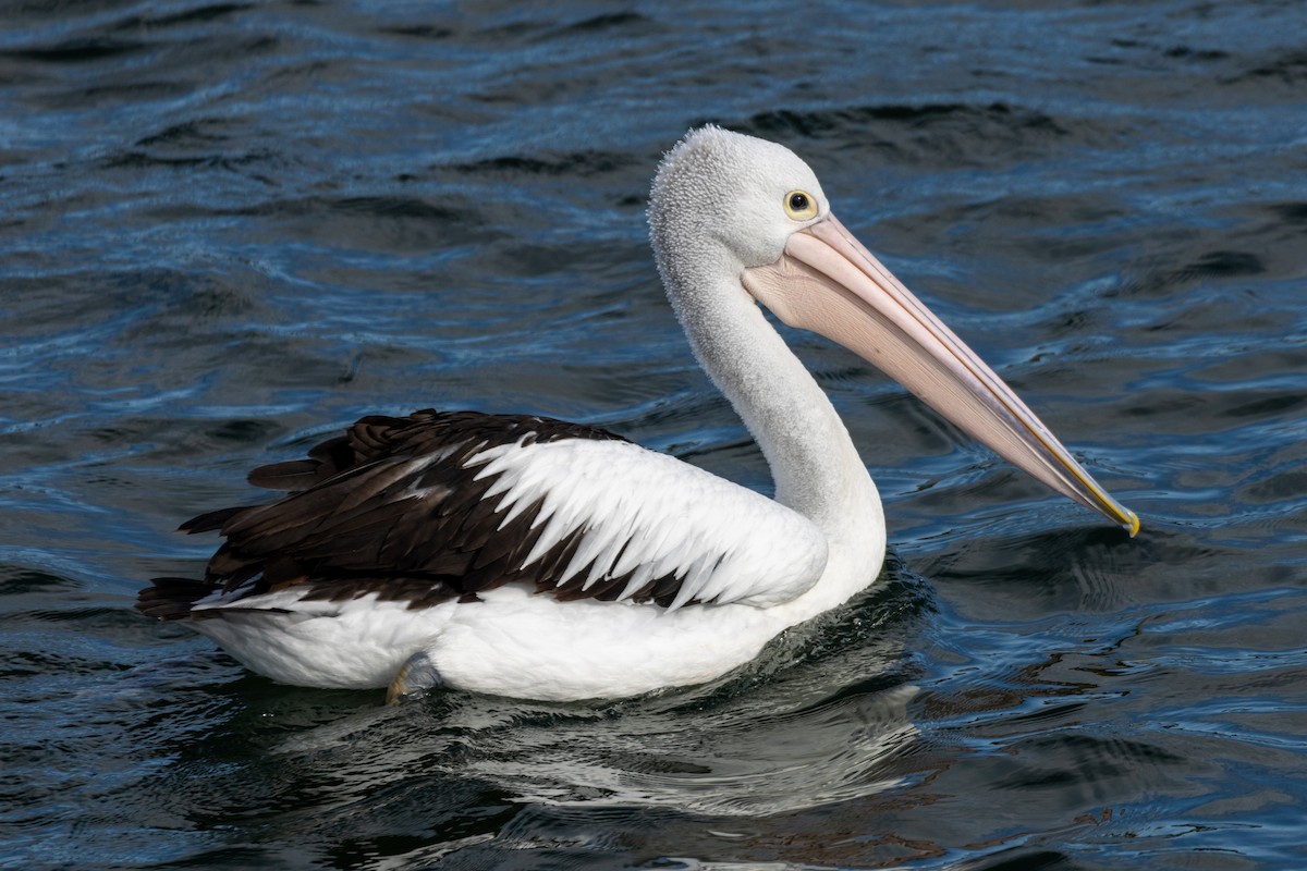 Australian Pelican - Lutz Duerselen