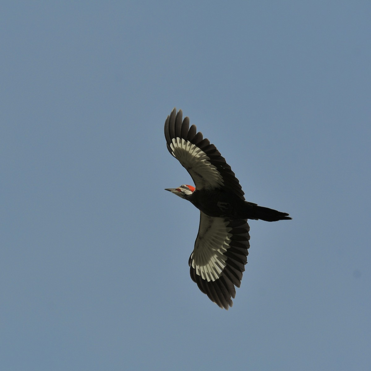 Pileated Woodpecker - ML550822941