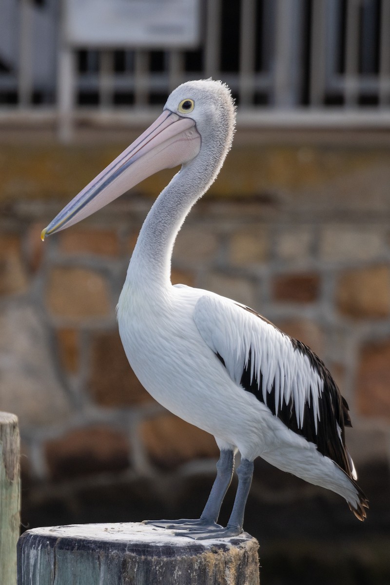 Australian Pelican - ML550823081