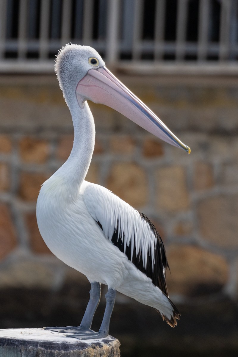 Australian Pelican - ML550823101