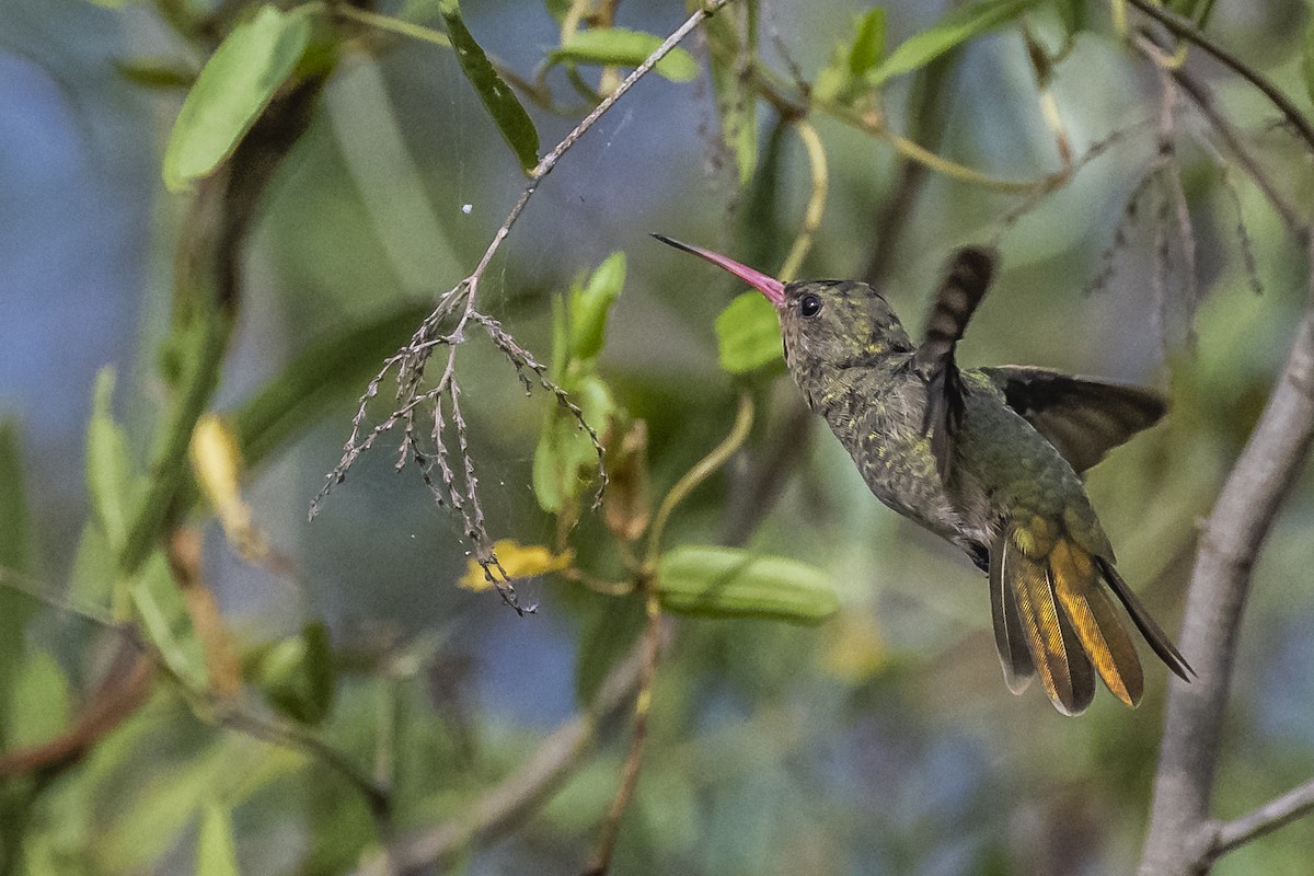 Gilded Hummingbird - ML550823161