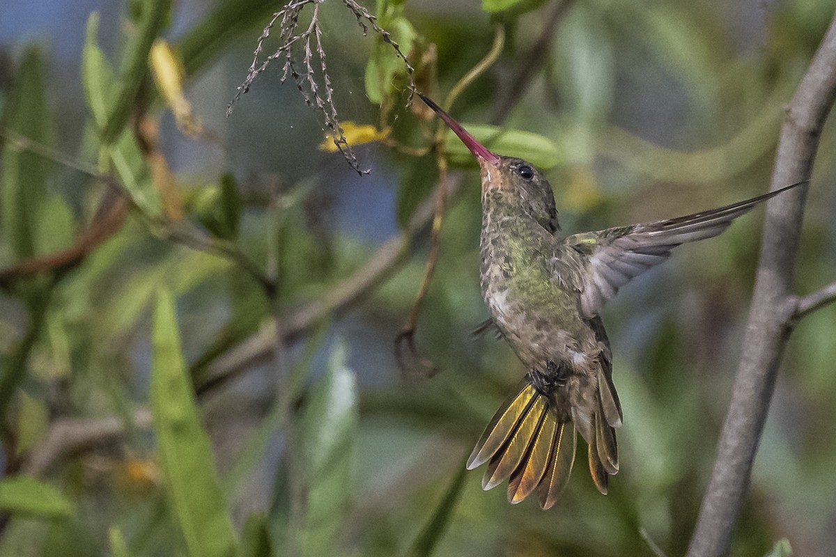 Gilded Hummingbird - ML550823201
