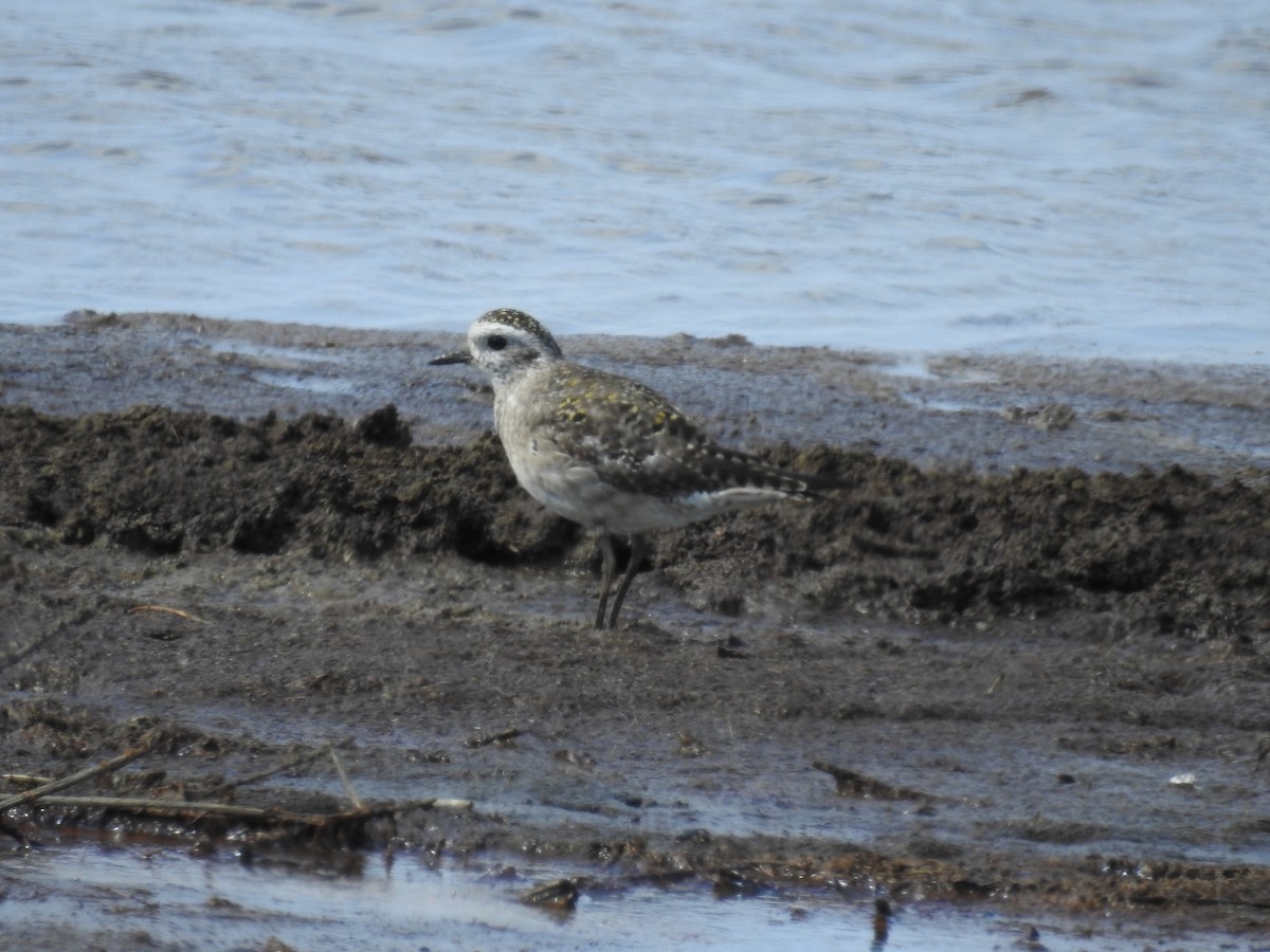 American Golden-Plover - Jessica Howland