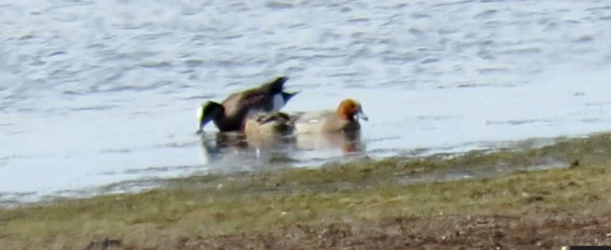 Eurasian Wigeon - ML550823661