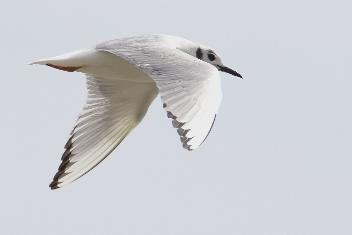 Mouette de Bonaparte - ML550824701