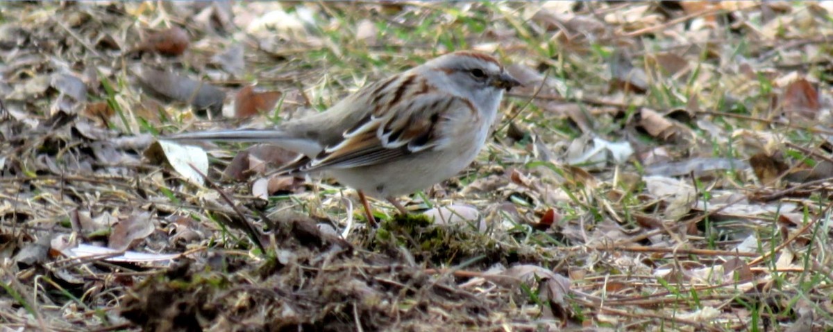 American Tree Sparrow - shawn richmond