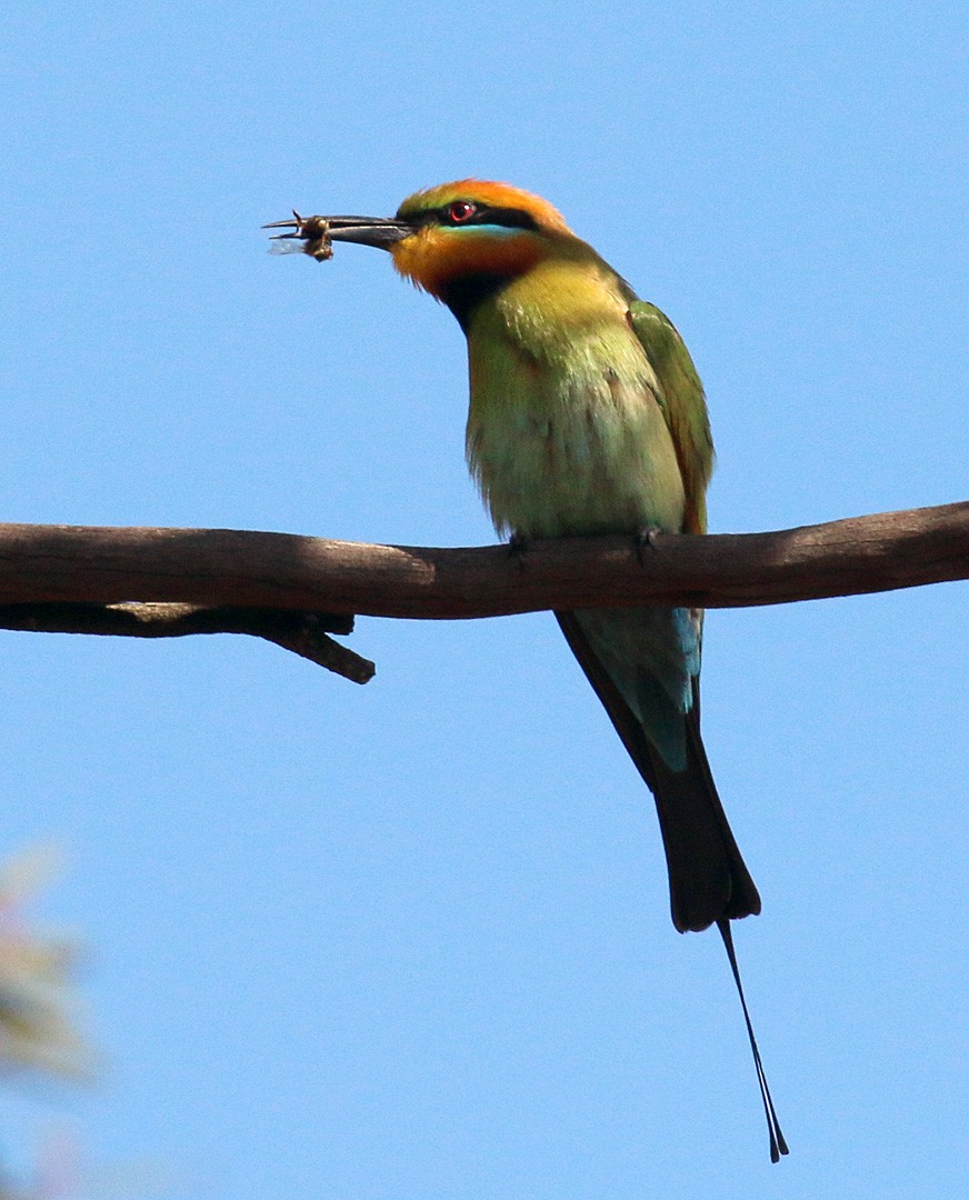 Rainbow Bee-eater - ML550825521