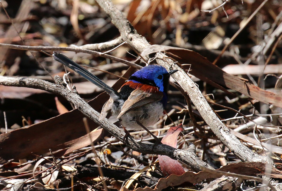 Purple-backed Fairywren - ML550825611